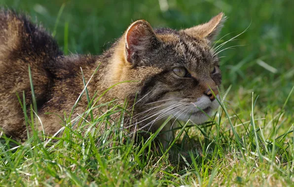 Зелень, кошка, трава, кот, взгляд, морда, портрет, дикий кот
