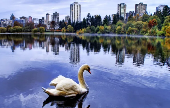 City, swan, lake