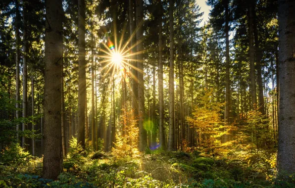 Картинка лес, солнце, лучи, деревья