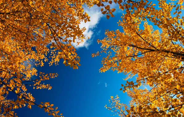 Картинка небо, ветки, природа, листва, золотая осень