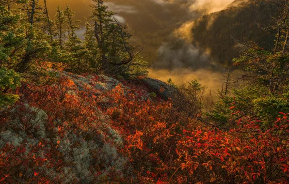 Картинка осень, деревья, пейзаж, природа, туман, Шотландия, кустарники
