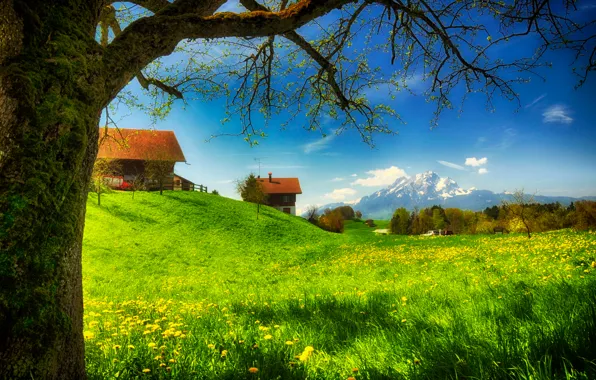 Картинка зелень, трава, цветы, горы, поляна, мох, дома, весна