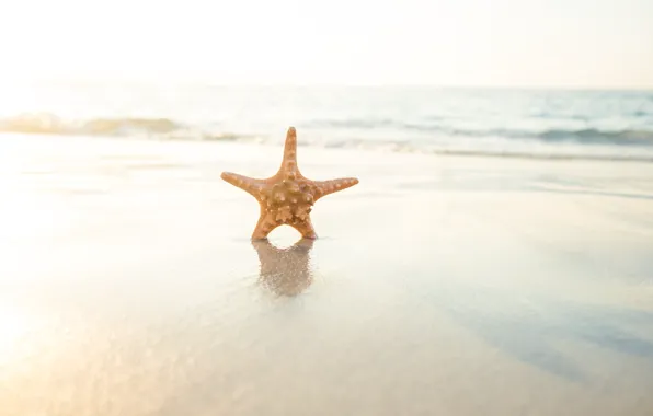 Песок, море, пляж, звезда, summer, beach, sea, sand