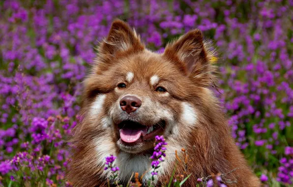 Картинка поле, цветы, собакак