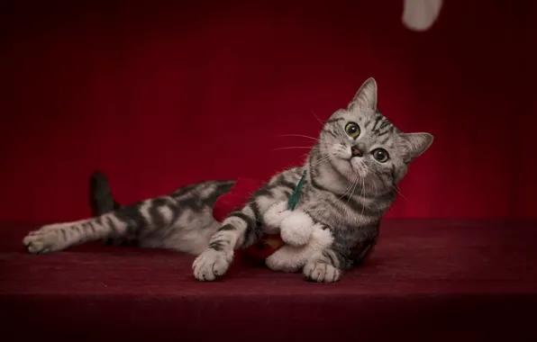 Кошка, взгляд, поза, котенок, одежда, лапы, костюм, лежит