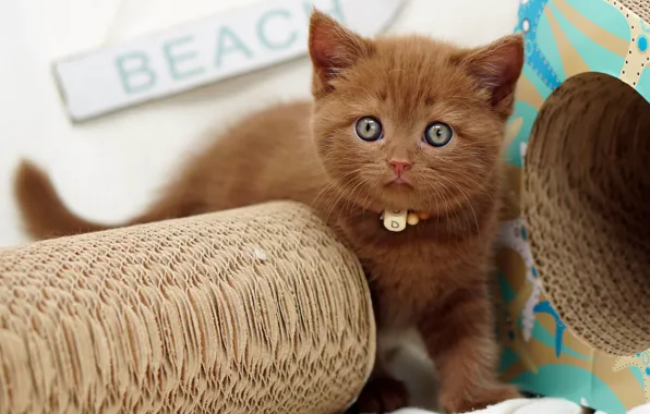 Кошка, взгляд, котенок, коробка, бусы, ошейник, мордашка, коричневый