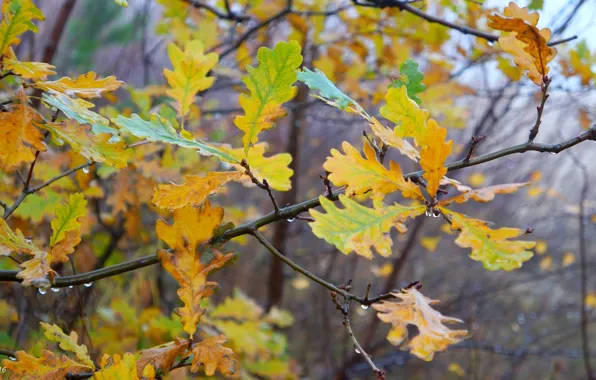 Autumn, leaf, twig