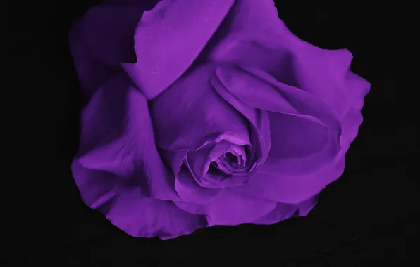 Цветок, фиолетовый, роза, красивая, beautiful, purple