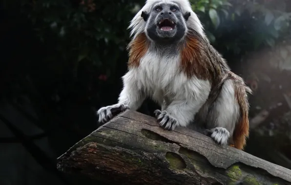 Monkey, animal, white 4-legged animal on tree log during daytime, themed