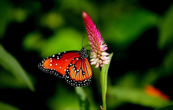 Поле, цветок, бабочка, крылья, лепестки, сад
