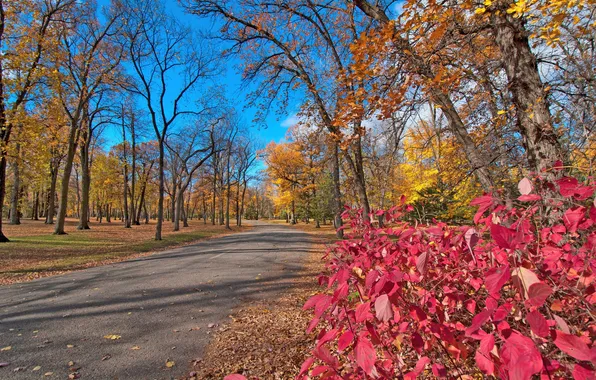 Дорога, осень, листья, деревья, парк, багрянец