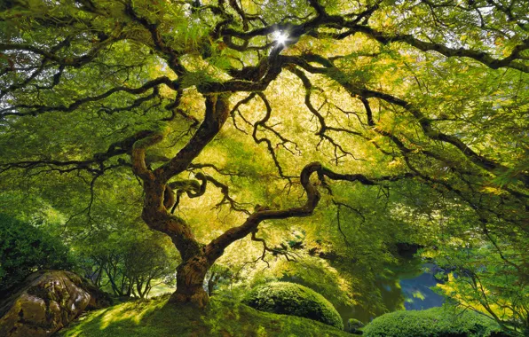Картинка Дерево, Свет, Жизнь, Спокойствие