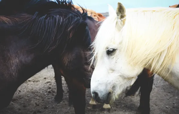 Horses, bokeh, Iceland, ponies