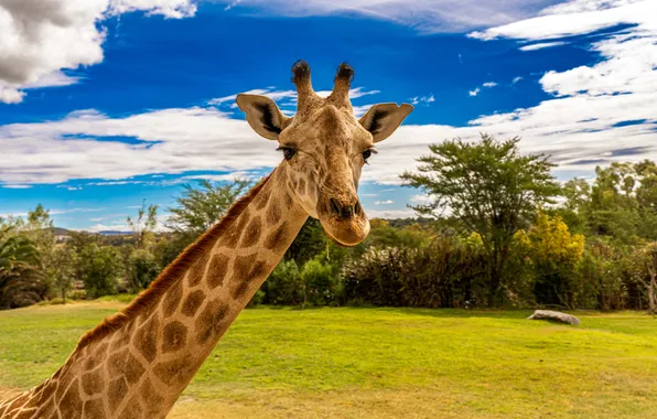 Картинка clouds, long neck, animals, giraffes, photography, trees, sky, nature