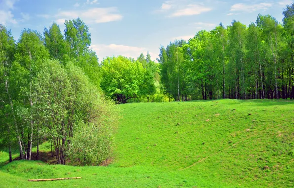 Картинка поле, лес, пейзаж, зеленый