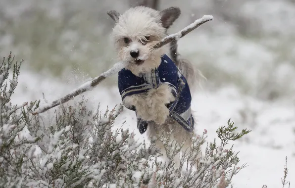 Зима, снег, прыжок, собака, прогулка, палка, пёсик