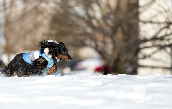 Картинка снег, собака, бег