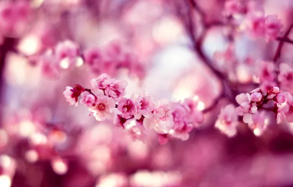 Цветы, природа, весна, сакура