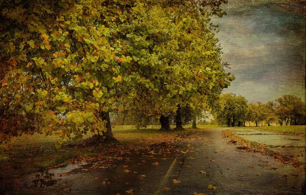 Картинка дорога, осень, дерево, текстура