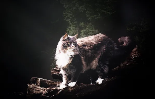 Картинка кошка, кот, взгляд, морда, природа, поза, темный фон, серый