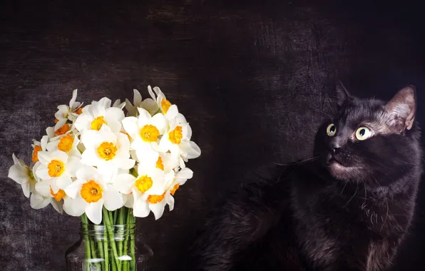 Кошка, кот, взгляд, цветы, поза, темный фон, черный, букет