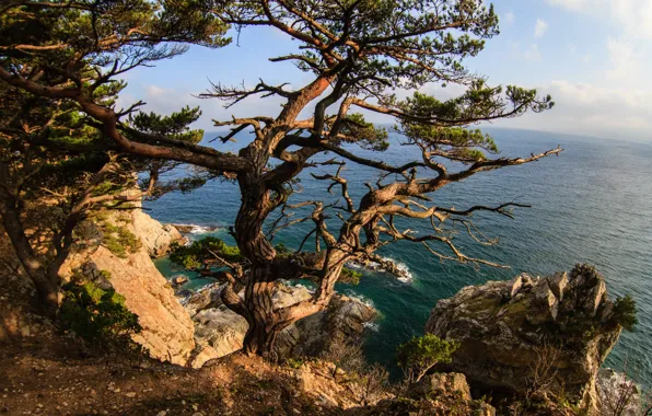 Картинка море, деревья, скалы