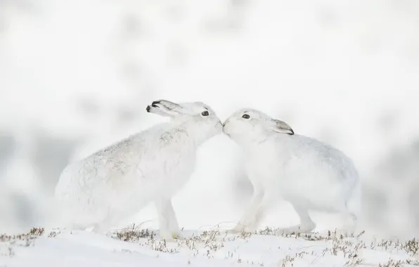 Зима, природа, зайцы