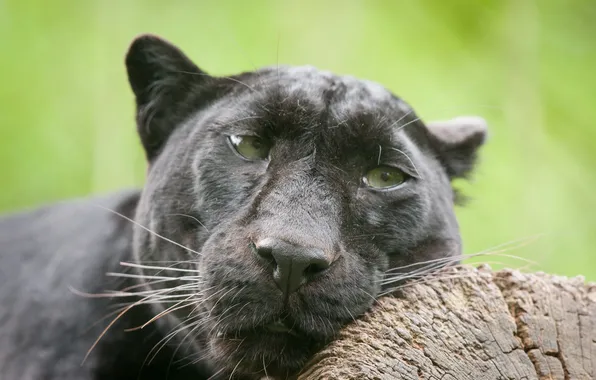 Кошка, взгляд, морда, пантера, чёрный леопард