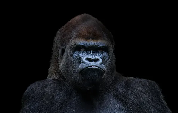 Картинка горилла, black, Gorilla