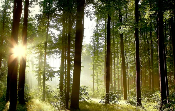Картинка лес, солнце, деревья, Природа