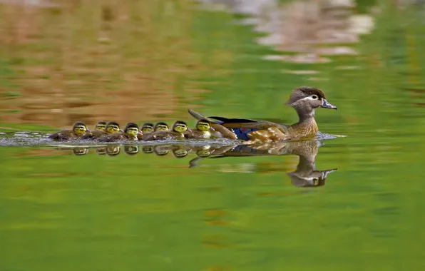 Вода, птицы, природа, утята, каролинская утка
