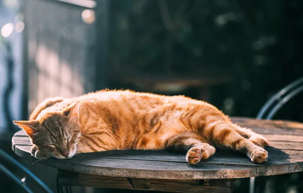 Картинка кот, спит, рыжая