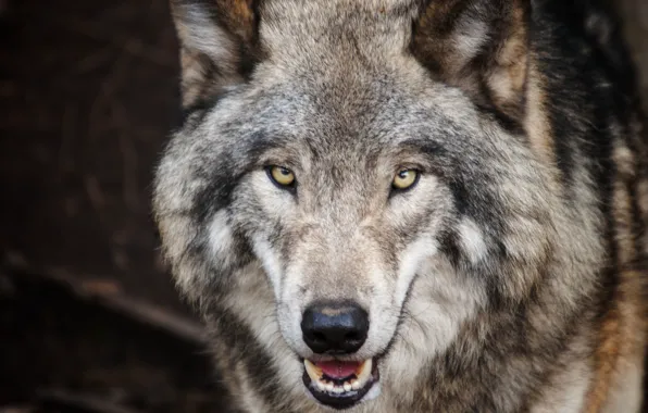 Картинка nature, predator, animal, wolf, wildlife, portrait, portrait., Canis lupus. face