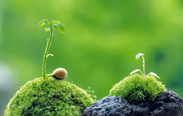 Картинка green, rock, grass, nature, leaves, macro, plant, Sprout