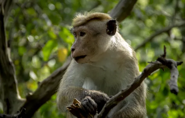 Monkey, nature, background, sri lanka, thanujan, thanujan thanabalasingam, thanujan_t, thanujan13