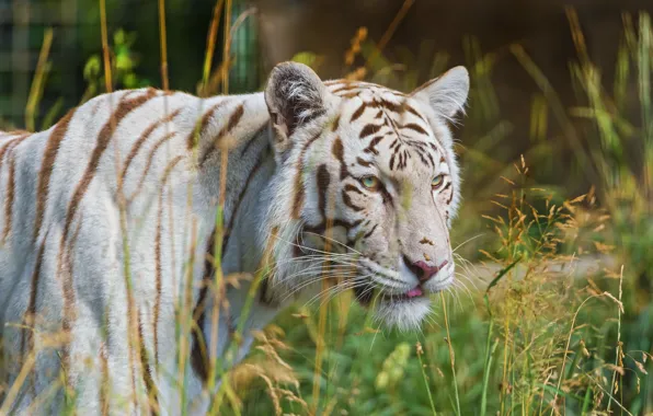 Картинка белый, трава, тигр, хищник, профиль