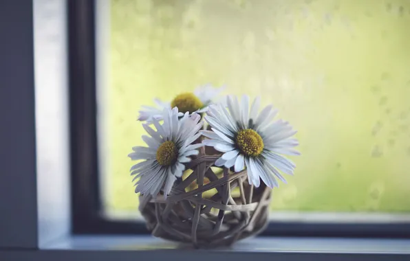 Картинка цветы, ромашки, окно