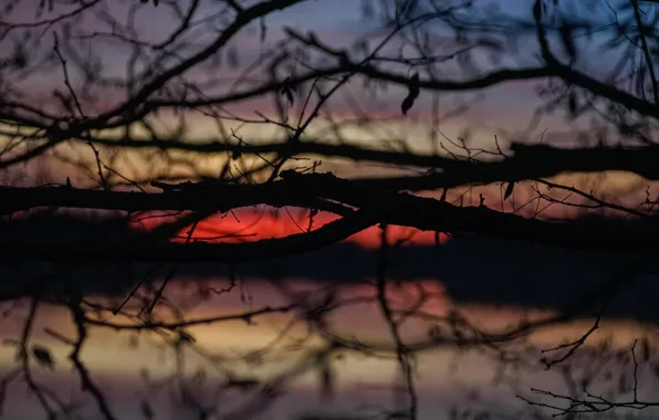 Twilight, sunset, lake, dusk, branches, silhouettes