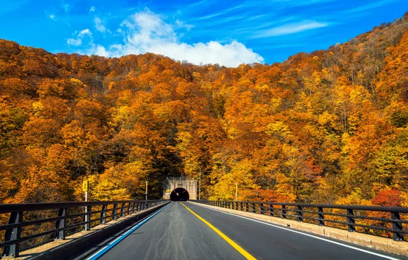 Дорога, осень, лес, листья, деревья, парк, colorful, forest