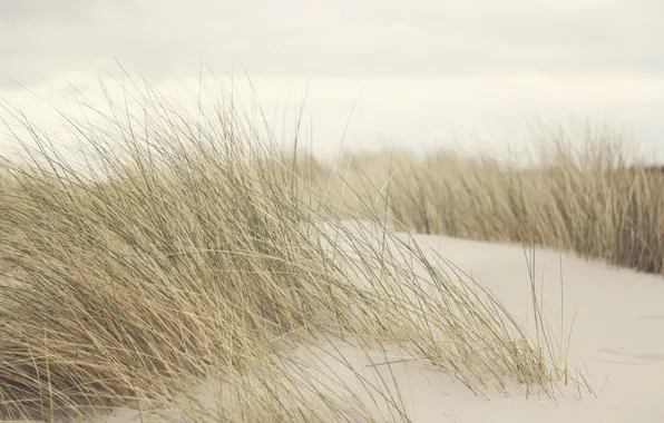 Grass, wind, dune