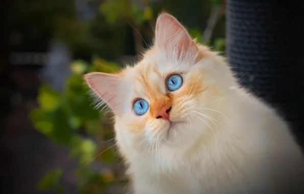 Кошка, взгляд, портрет, мордочка, голубые глаза, котёйка