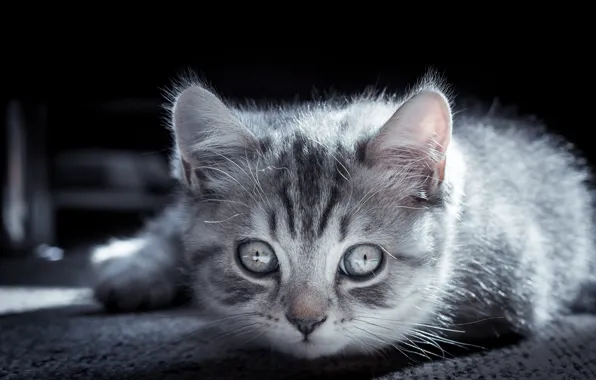 Кошка, взгляд, свет, поза, котенок, серый, портрет, лежит