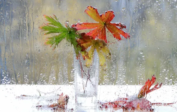 Картинка капли, цветы, дождь, окно, ваза, натюрморт