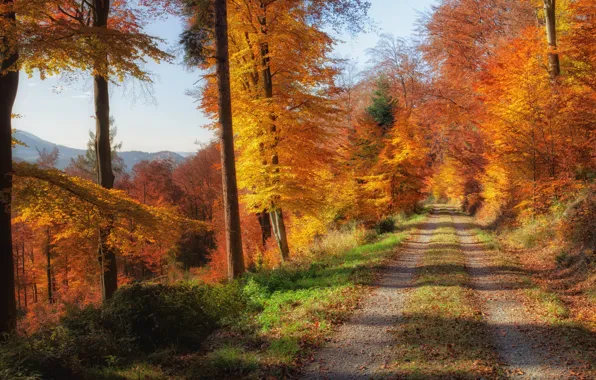 Картинка дорога, осень, лес, листья, деревья, горы, желтые, солнечно