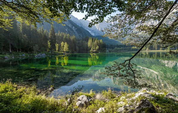 Зелень, лес, лето, свет, деревья, горы, ветки, озеро