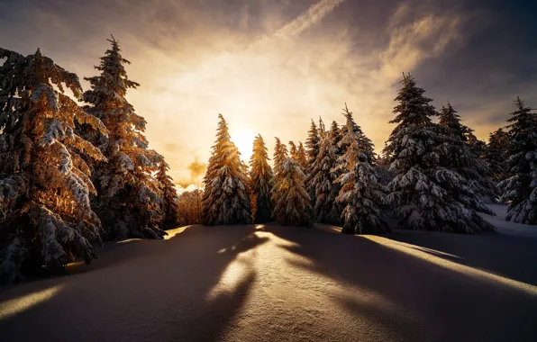Картинка зима, снег, деревья, пейзаж, закат, природа, ели, тени