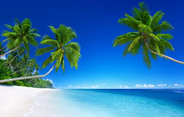 Картинка песок, море, небо, солнце, облака, тропики, пальмы, голубое