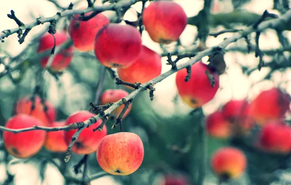 Осень, ветки, яблоки, урожай, плоды