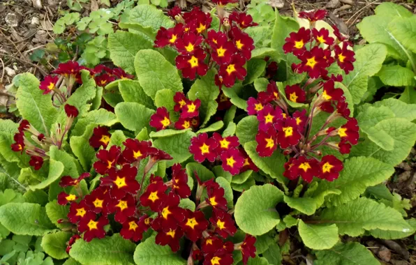 Картинка красные, Цветочки, red, flowers