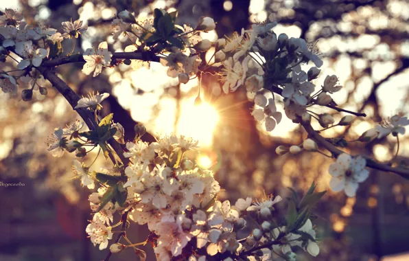 Солнце, закат, цветы, ветки, вишня, дерево